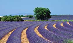 Lavender Fields (Provence, France) - Amura