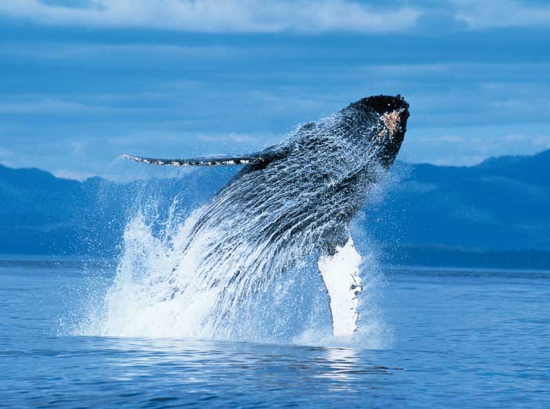 Amura,Las ballenas son los animales más increíbles jamás conocidos. 
