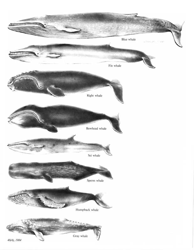 Amura,Cetacea, the order of the whales, are diverse: from the big blue whale to the small porpoise.