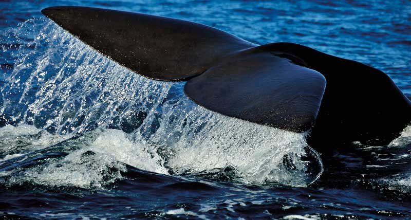 Amura,Las diferentes especies de ballenas migran de maneras distintas. 
