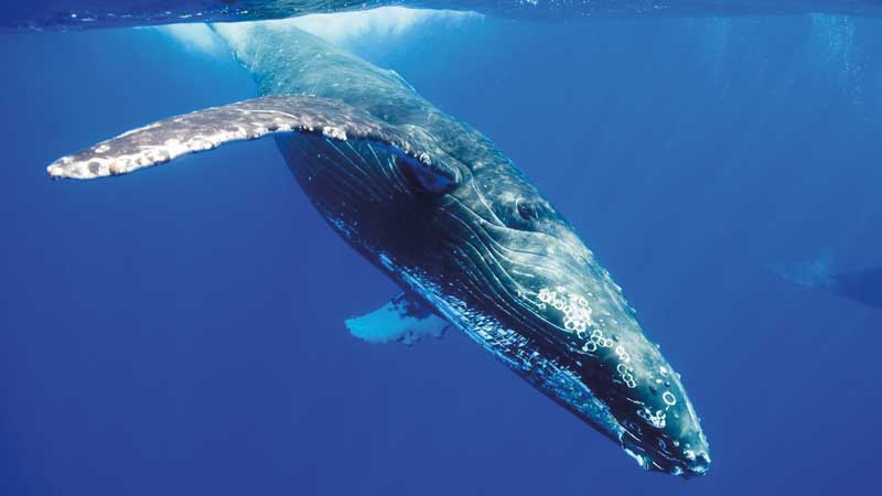 Amura,The Blue Whale  is found in subtropical and polar waters worldwide.. 