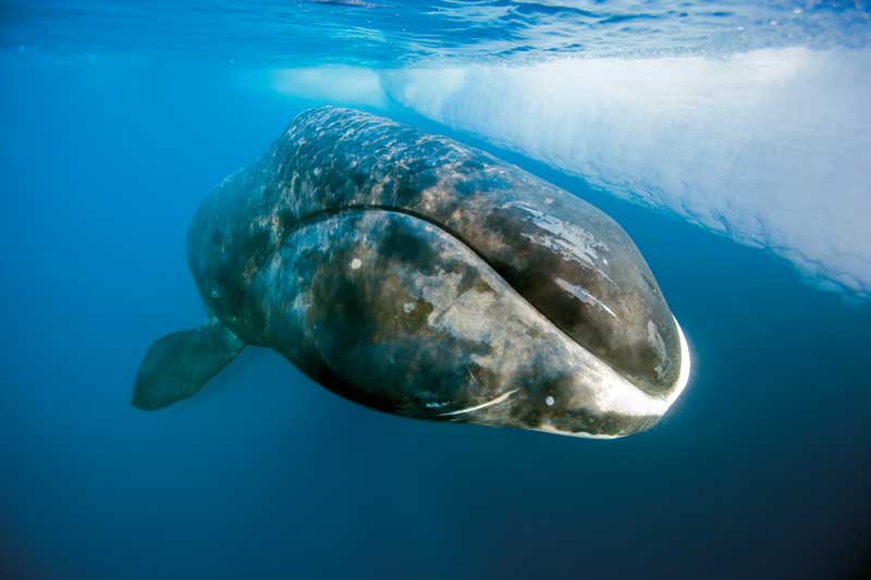 Amura,The Boreal whale has a huge head that it uses to break through thick ice. 
