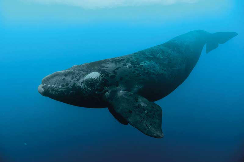 Amura,Las ballenas francas pigmeas son las más pequeñas de las ballenas.
