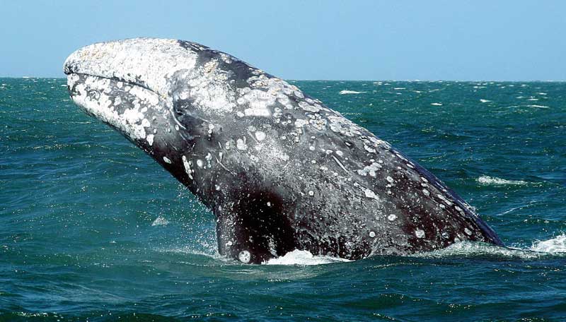 Amura,Las ballenas grises permanecen cerca de las costas. 
