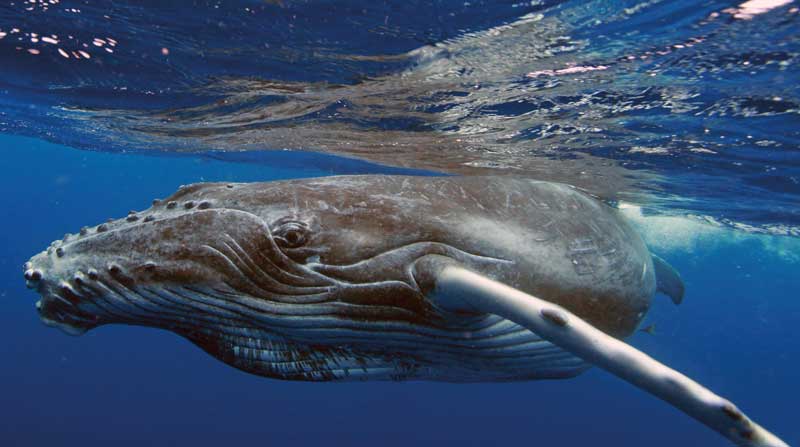 Amura,The sperm whale has the largest brain of any living creature on Earth.