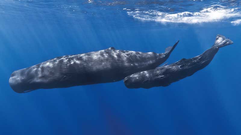 Amura,Humpback Whale are known for their  melodic songs and amazing acrobatic abilities. 
