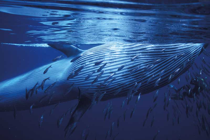 Amura,Hay más de 75 especies de ballenas.  