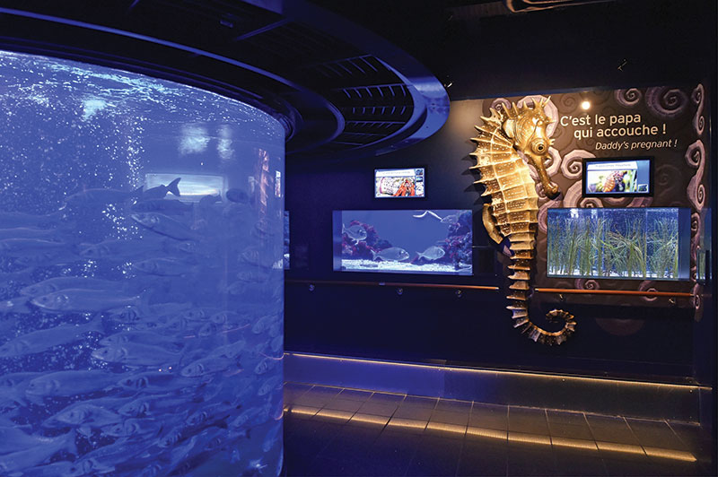Amura,Los acuarios regalan la percepción de estar en el fondo marino.  