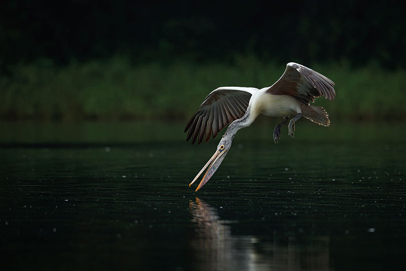 Amura, Camboya, Cambodia, En el área de Prek Toal se encuentra una villa flotante y un santuario de aves que alberga especies endémicas de la región. 