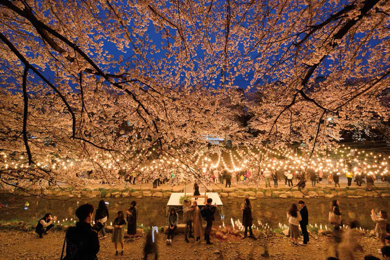Amura,Corea del Sur,South Korea,Seúl,Busan,Isla Jeju,Villa de Bukchon Hanok, La ciudad capital de Seúl es sede de muchos festivales, como el Festival de la flor de cerezo en el lago Seokchon. 