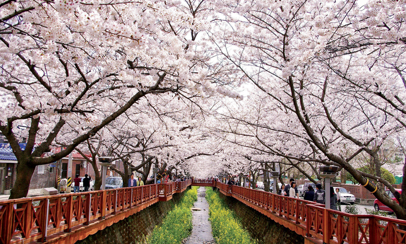 Amura,Corea del Sur,South Korea,Seúl,Busan,Isla Jeju,Villa de Bukchon Hanok, Los cerezos florecen en primavera.