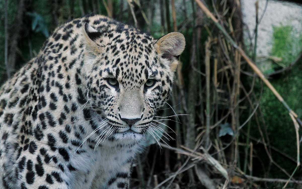 Diferencia entre leopardo y guepardo