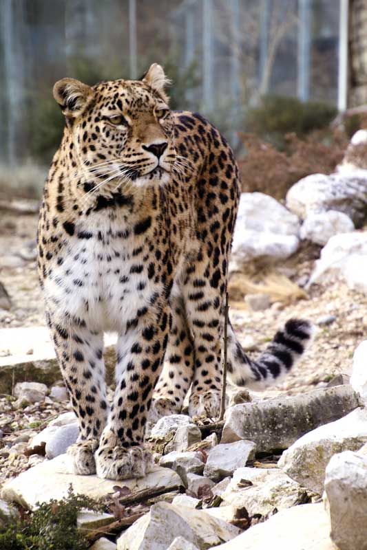Amura,Irán,Un recorrido por la nación islámica,El leopardo de Persia, 