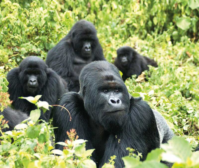 Amura, AmuraWorld,Rwanda,Ruanda,Compás Internacional,International Compass , There are scientific theories that the first primates lived since 65 million years ago.
