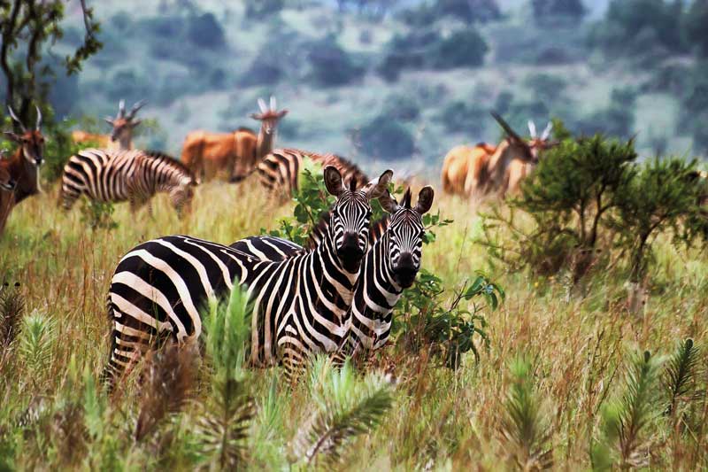 Amura, AmuraWorld,Rwanda,Ruanda,Compás Internacional,International Compass , A great diversity of species inhabit the national parks of the country.
