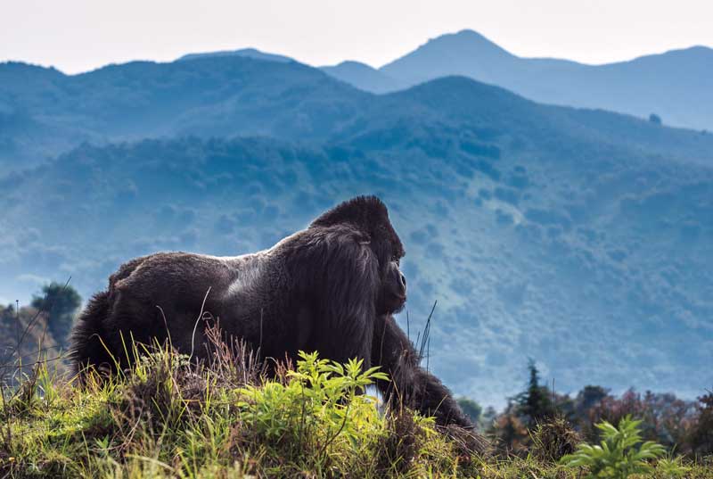 Amura, AmuraWorld,Rwanda,Ruanda,Compás Internacional,International Compass , The silverback gorilla reaches 1.80 m. and weight 200 kg.