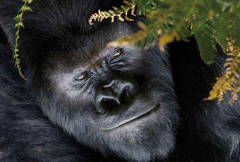 Amura, AmuraWorld,Rwanda,Ruanda,Al encuentro con un semejante,Gorilla de la Montaña,Amura Yachts, 