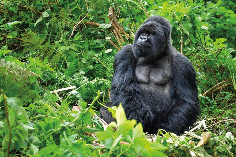 Amura, AmuraWorld,Rwanda,Ruanda,Al encuentro con un semejante,Gorilla de la Montaña,Amura Yachts, A los machos les crece una franja plateada en la espalda al cumplir 15 años. 