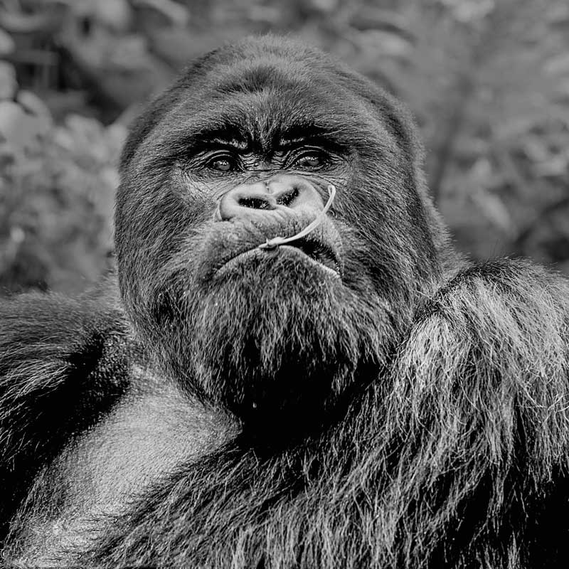 Amura, AmuraWorld,Rwanda,Ruanda,Al encuentro con un semejante,Gorilla de la Montaña,Amura Yachts, En cada mandada existe un macho dominante.