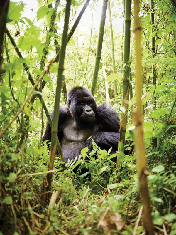 Amura, AmuraWorld,Rwanda,Ruanda,Al encuentro con un semejante,Gorilla de la Montaña,Amura Yachts, Humans and Gorillas can get the same diseases.