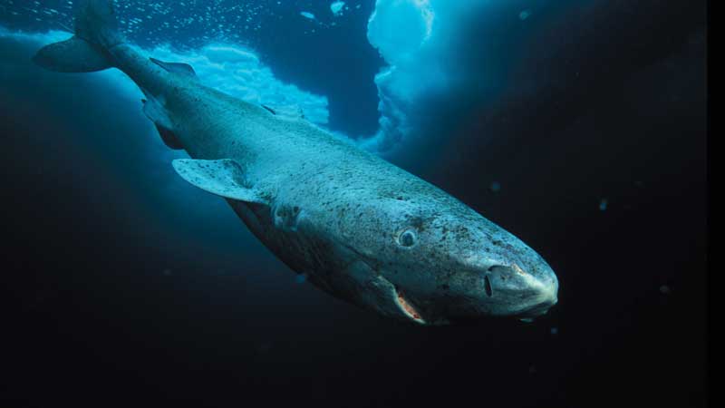Amura,AmuraWorld,AmuraYachts,Groenlandia, En el estrecho de Dinamarca, viven ballenas, tiburones, focas y osos polares.