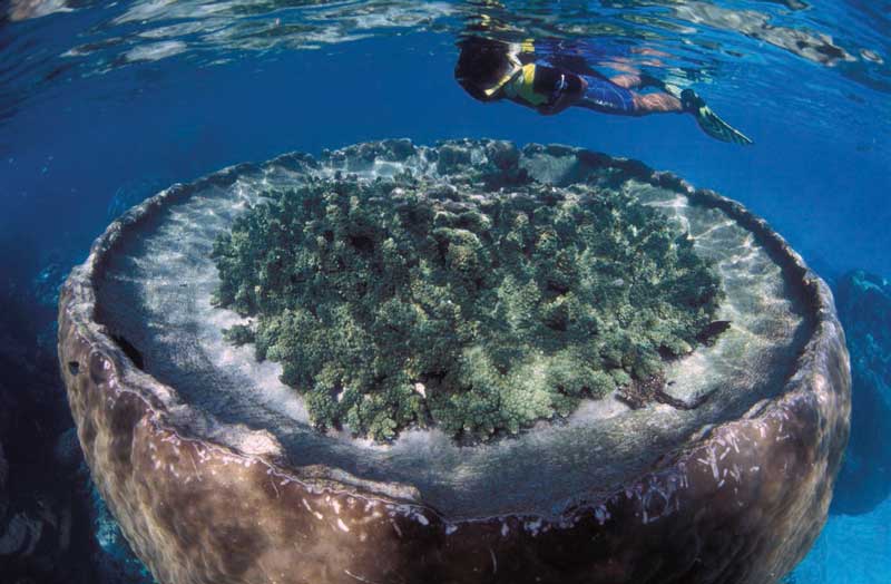 Amura,Amura World,Amura Yachts,Australia,Australia Occidental, Bucear en Australia permite conocer diferentes tipos de arrecifes de corales, cuevas o tiburones. 