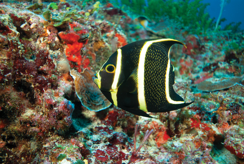 Amura, Amura World,Homenaje a la vida,La mar, Los arrecifes de coral son esenciales para a vida. 