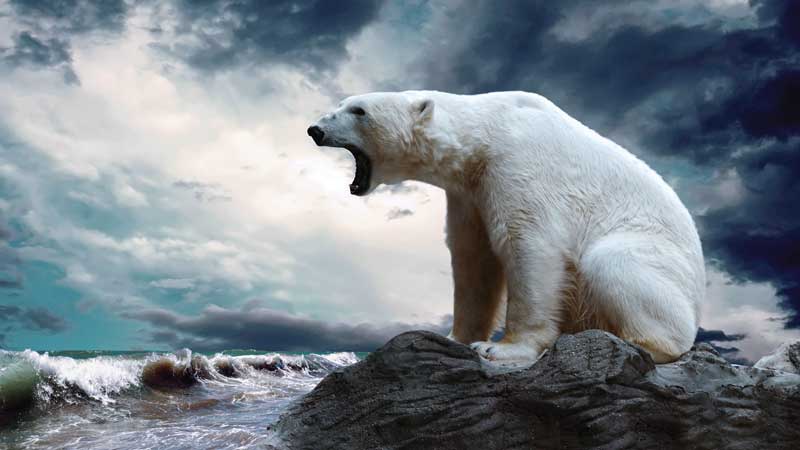 Amura,AmuraWorld,AmuraYachts,Top 10: Destinos para esquiar,Rescate invernal, El oso polar aparece en la lista de especies en peligro de extinción. 