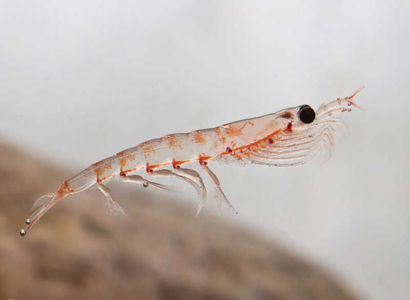 Amura,AmuraWorld,AmuraYachts,Top 10: Destinos para esquiar,Rescate invernal, There are reportedly 86 species of krill.