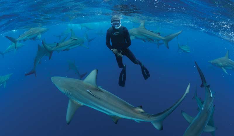 Amura,AmuraWorld,AmuraYachts,Xtreme marine sports, El buceo con tiburones es la prueba máxima de los expertos, quienes conviven con la especie dominante de las profundidades.