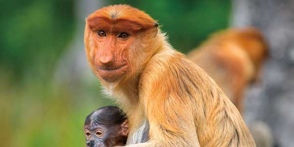 Proboscis Monkey - Amura