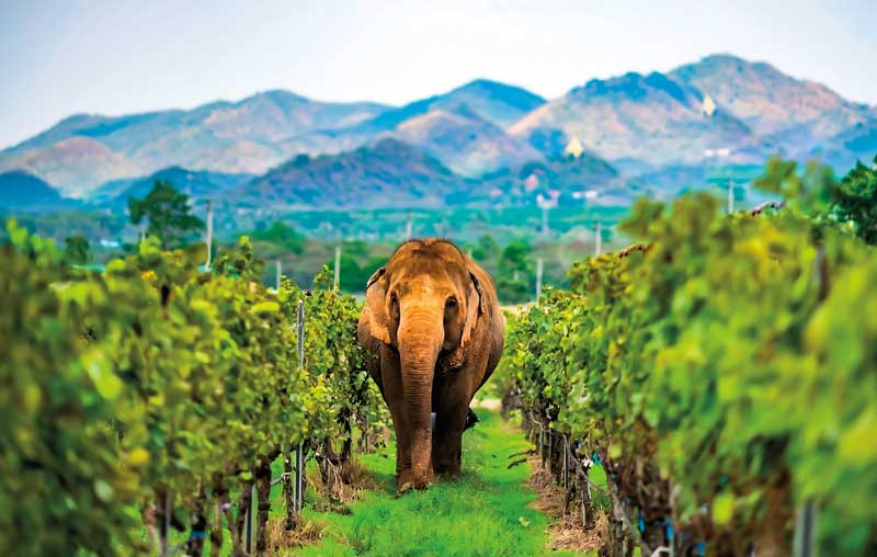 Amura,Amura World,Amura Yachts,Brunei, Elephants are part of the Thai wine scene.<br />