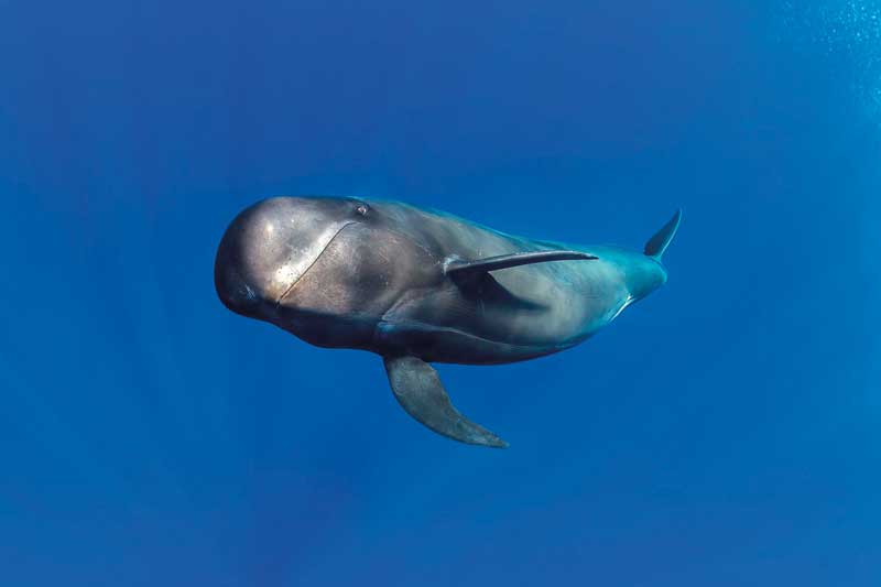 Amura,Amura World,Amura Yachts,Brunei, Pilot whale, also known as pilot whale cone.