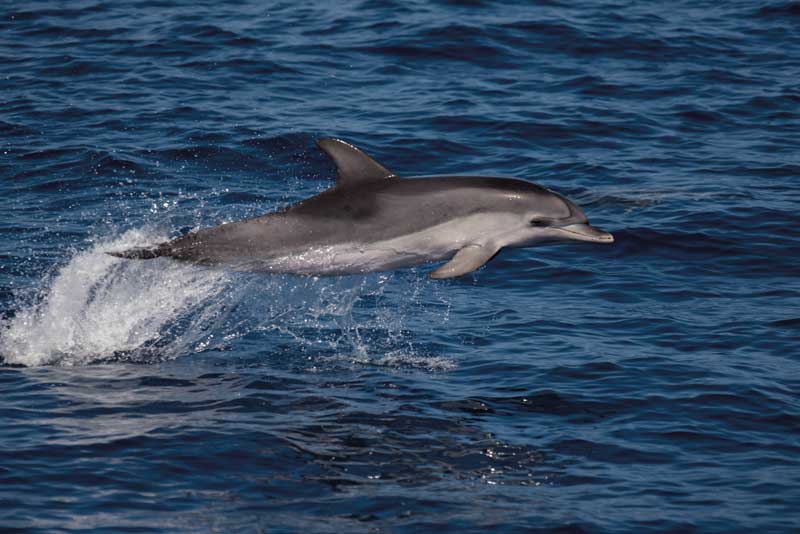 Amura,Amura World,Amura Yachts,Brunei, Distintas especies de delfines son vistas en Tenerife, entre ellas moteado atlántico, de dientes rugosos y listado. 