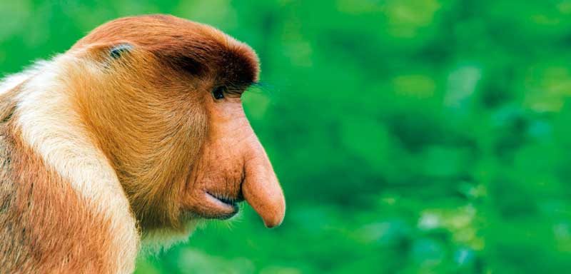 Amura,Amura World,Amura Yachts,Brunei, Proboscis monkeys are endemic to the tropical rainforests of Borneo Island, where Brunei is located.