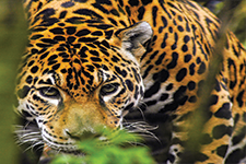 Jewel Jaguar - Eduardo Lugo