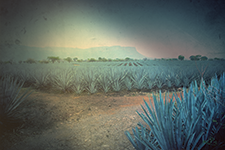 Great Tequilas of Mexico - LA EUROPEA